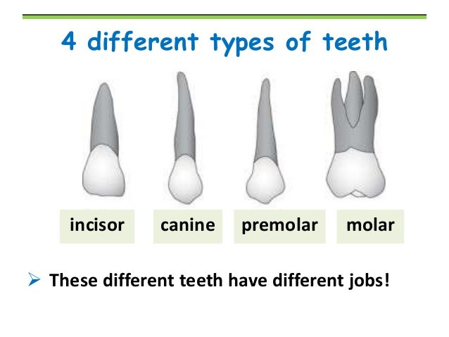 Tooth Type Diagram Data Wiring Diagram